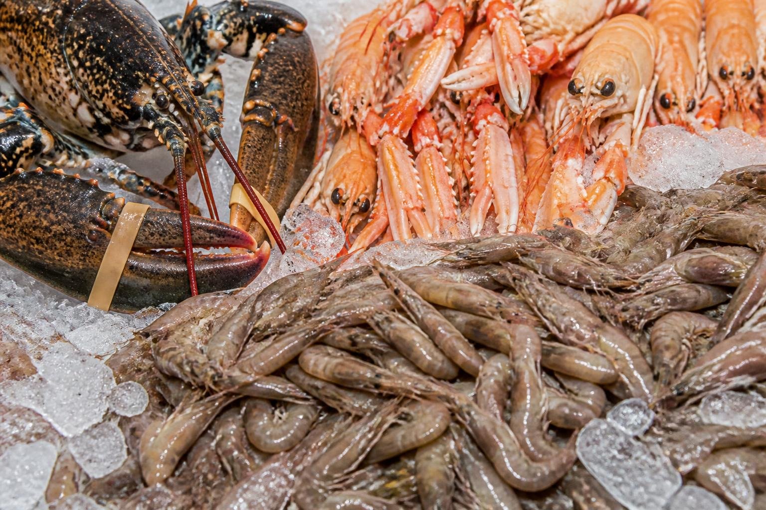 Crustacés frais : homard, langoustines et crevettes grises