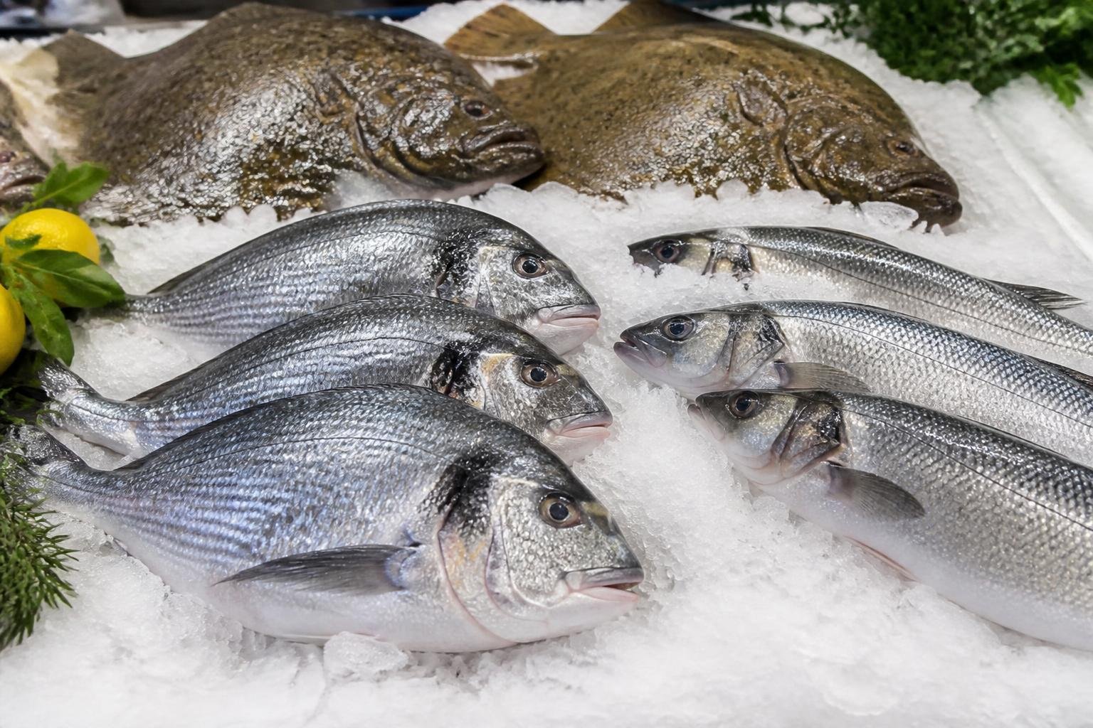 Sélection de poissons nobles frais sur lit de glace : daurade, bar et turbot
